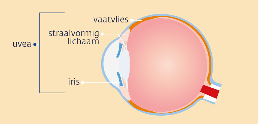 Het vaatvlies, het straalvormig lichaam en de iris vormen samen de uvea