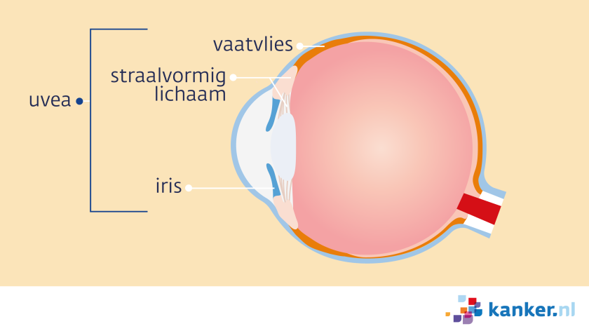 Het vaatvlies, het straalvormig lichaam en de iris vormen samen de uvea