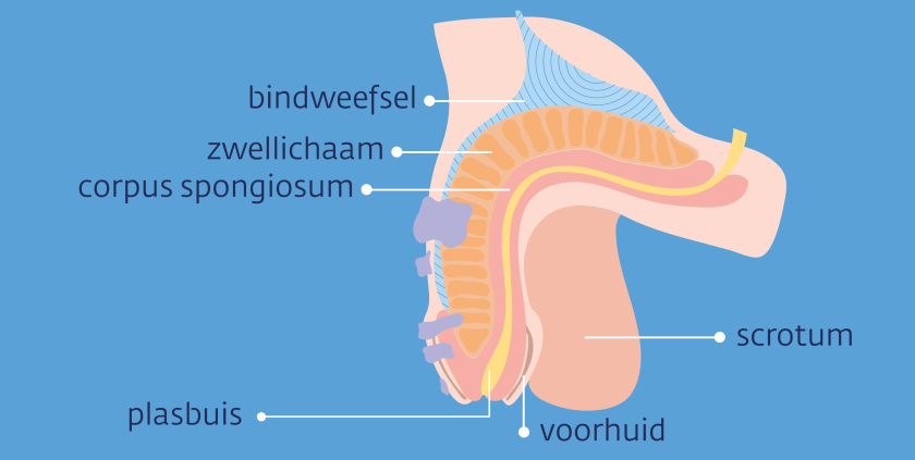 De penis bestaat uit het zwellichaam, het corpus spongiosum, de plasbuis, de voorhuid en het scrotum.