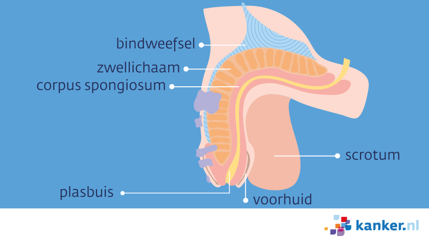 De penis bestaat uit het zwellichaam, het corpus spongiosum, de plasbuis, de voorhuid en het scrotum.