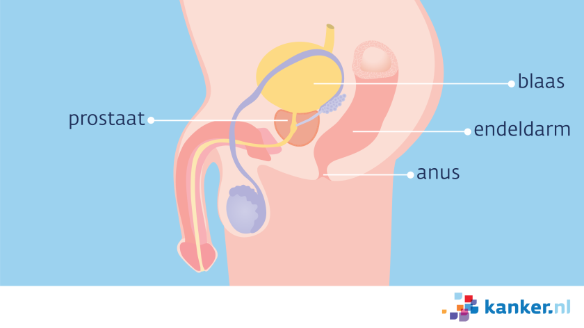 De organen in het kleine bekken van de man zijn de prostaat, de blaas, de endeldarm en de anus. 