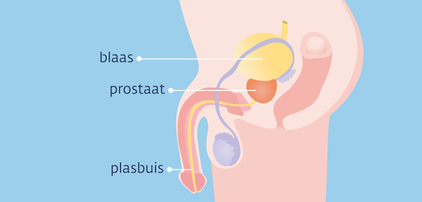 De plasbuis loopt van de blaas tot aan het uiteinde van de penis. Een deel van de plasbuis gaat door de prostaat heen. 