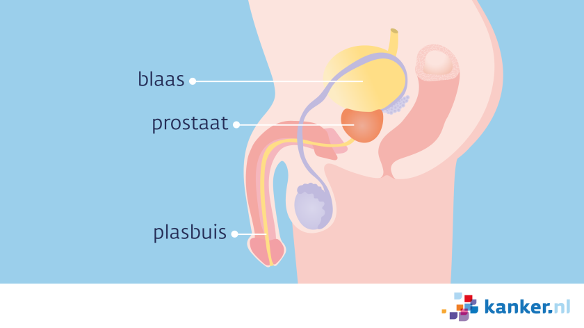 De plasbuis loopt van de blaas tot aan het uiteinde van de penis. Een deel van de plasbuis gaat door de prostaat heen. 
