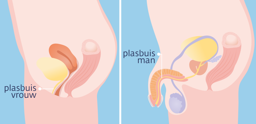 De plasbuis van de vrouw loopt vanuit de blaas naar de vulva. De opening van de plasbuis ligt net boven de ingang van de vagina.De plasbuis van de man loopt van de blaas tot aan het uiteinde van de penis. Een deel van de plasbuis gaat door de prostaat heen. 