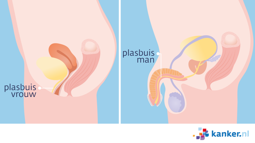 De plasbuis van de vrouw loopt vanuit de blaas naar de vulva. De opening van de plasbuis ligt net boven de ingang van de vagina.De plasbuis van de man loopt van de blaas tot aan het uiteinde van de penis. Een deel van de plasbuis gaat door de prostaat heen. 