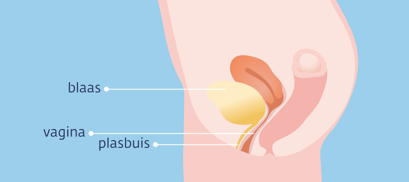 De plasbuis loopt vanuit de blaas naar de vulva. De opening van de plasbuis ligt net boven de ingang van de vagina.