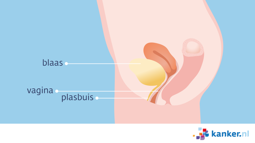 De plasbuis loopt vanuit de blaas naar de vulva. De opening van de plasbuis ligt net boven de ingang van de vagina.