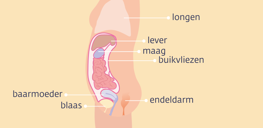 Buikvlies en organen