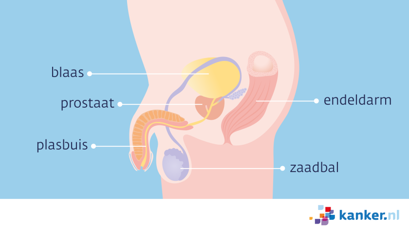 de prostaat zijaanzicht