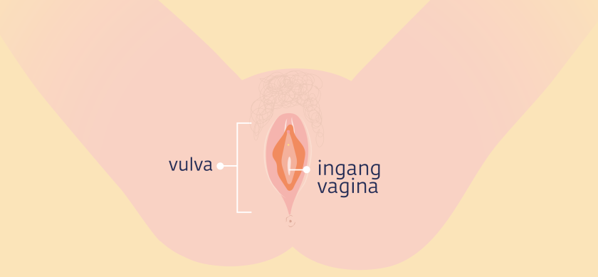 De ingang van de vagina ligt in het midden van de vulva.