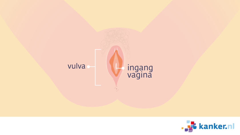 De ingang van de vagina ligt in het midden van de vulva.