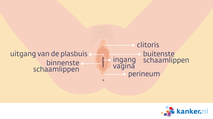 De vulva bestaat uit de clitoris, de uitgang van de plasbuis, de ingang van de vagina, de buitenste en binnenste schaamlippen en het perineum.