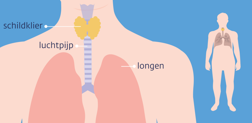 De schildklier zit boven aan de luchtpijp, langs beide zijden van de luchtpijp.
