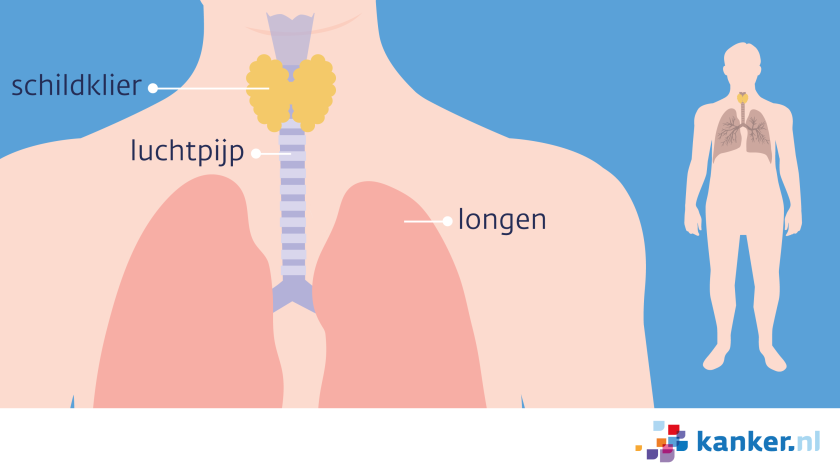 De schildklier zit boven aan de luchtpijp, langs beide zijden van de luchtpijp.