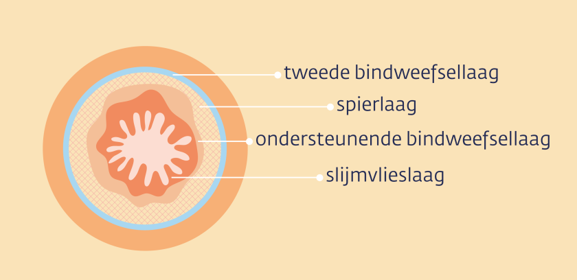 Van binnen naar buiten bestaat de slokdarm uit een slijmvlieslaag, de ondersteunende bindweefsellaag, een spierlaag en de tweede bindweefsellaag.