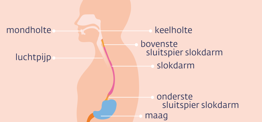 De slokdarm heeft een bovenste en onderste sluitspier. De onderste sluitspier opent zich om voedsel naar de maag te laten en sluit zich daarna weer. 