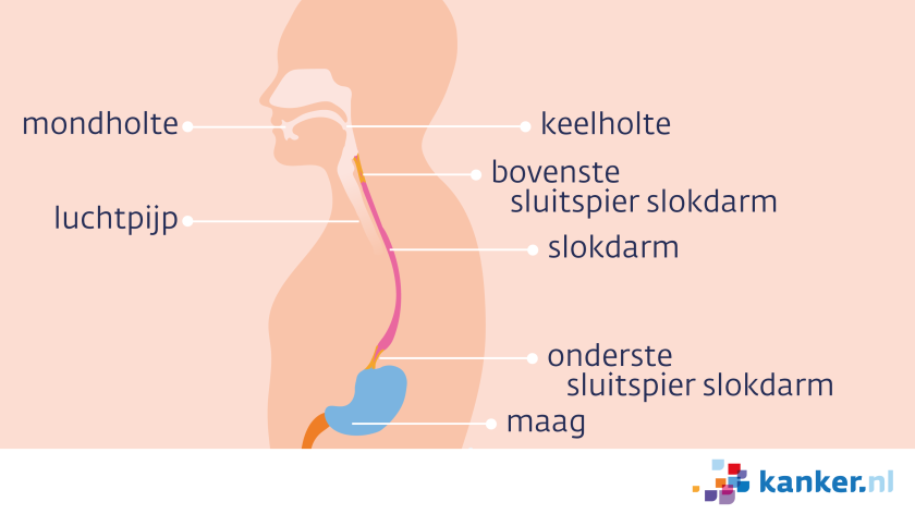 De slokdarm heeft een bovenste en onderste sluitspier. De onderste sluitspier opent zich om voedsel naar de maag te laten en sluit zich daarna weer. 