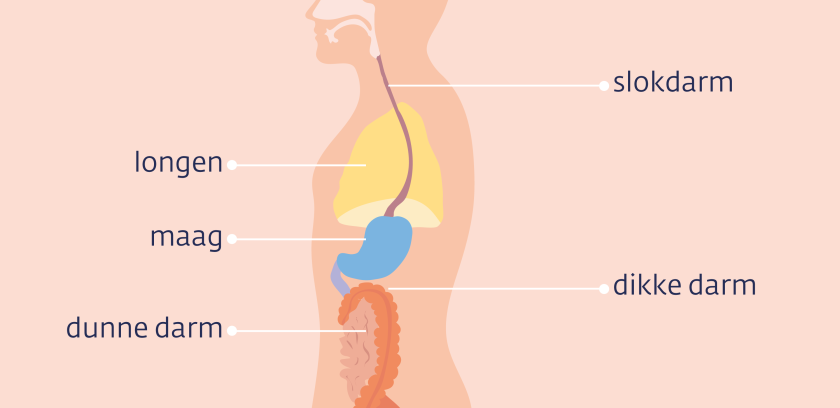 Van de zijkant van het lichaam gezien loopt de slokdarm van de keel langs de longen naar de maag. Daaronder bevinden zich de darmen.