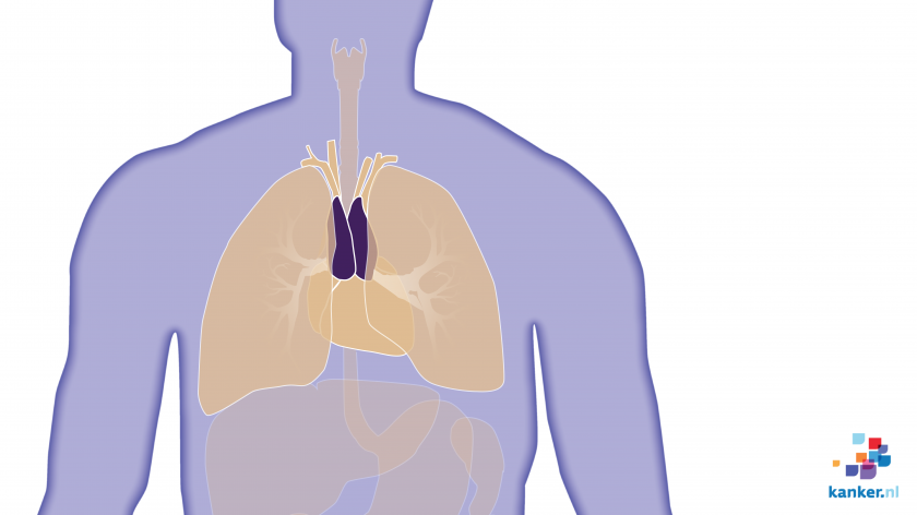 De thymus in de borstkas