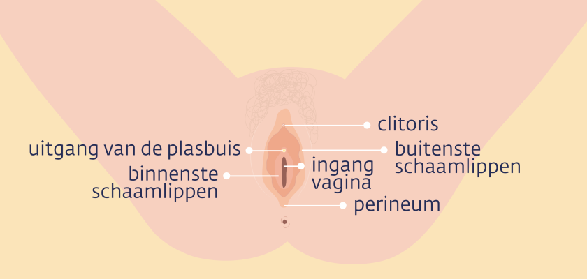 De vulva bestaat uit de clitoris, de uitgang van de plasbuis, de ingang van de vagina, de buitenste en binnenste schaamlippen en het perineum.