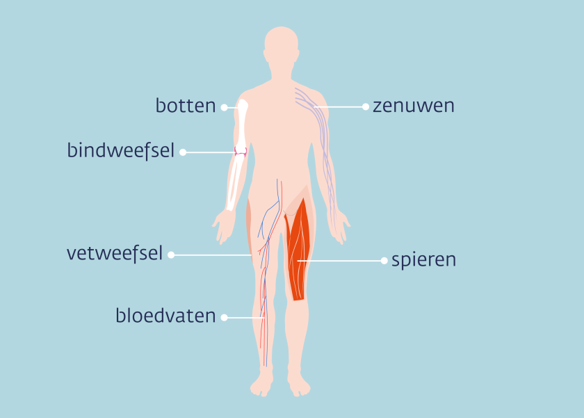 Weke delen zijn onder meer botten, spieren, zenuwen en bloedvaten.