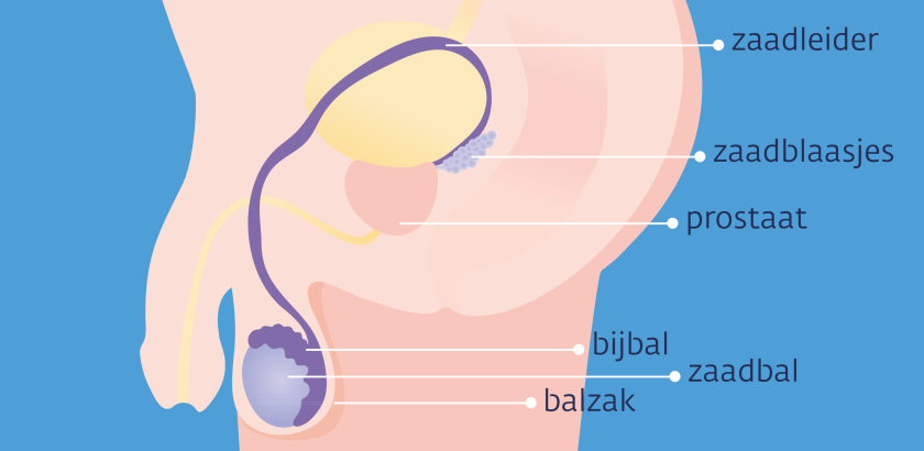 De bijballen zitten achter de zaadballen (teelballen). Samen zitten ze in de balzak.