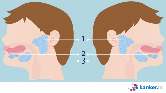 Informatie over de speekselklieren