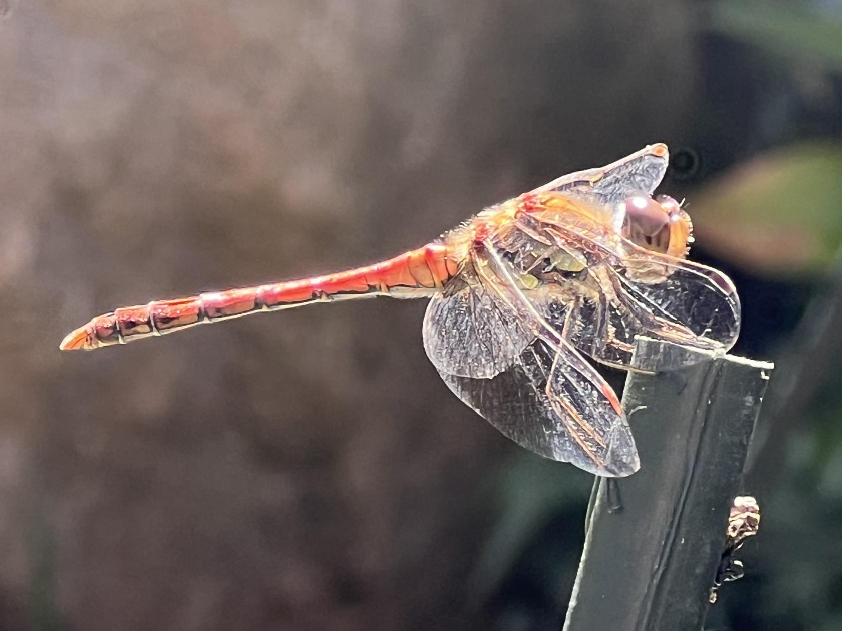 How fragile we are Kanker.nl