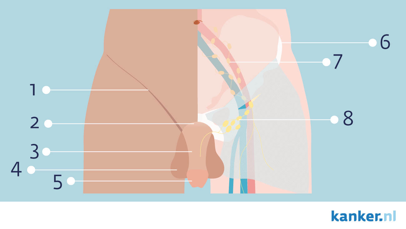 Penis schaft Anatomy of