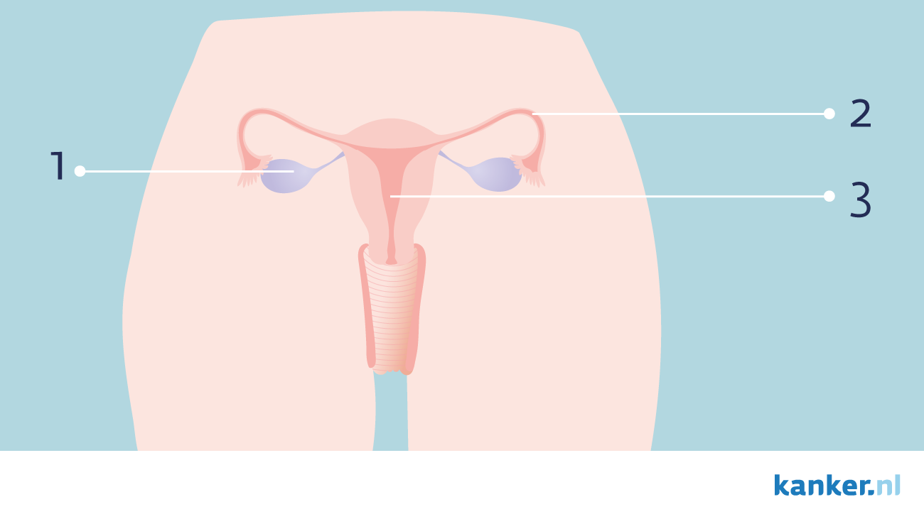 Informatie Over De Eierstokken