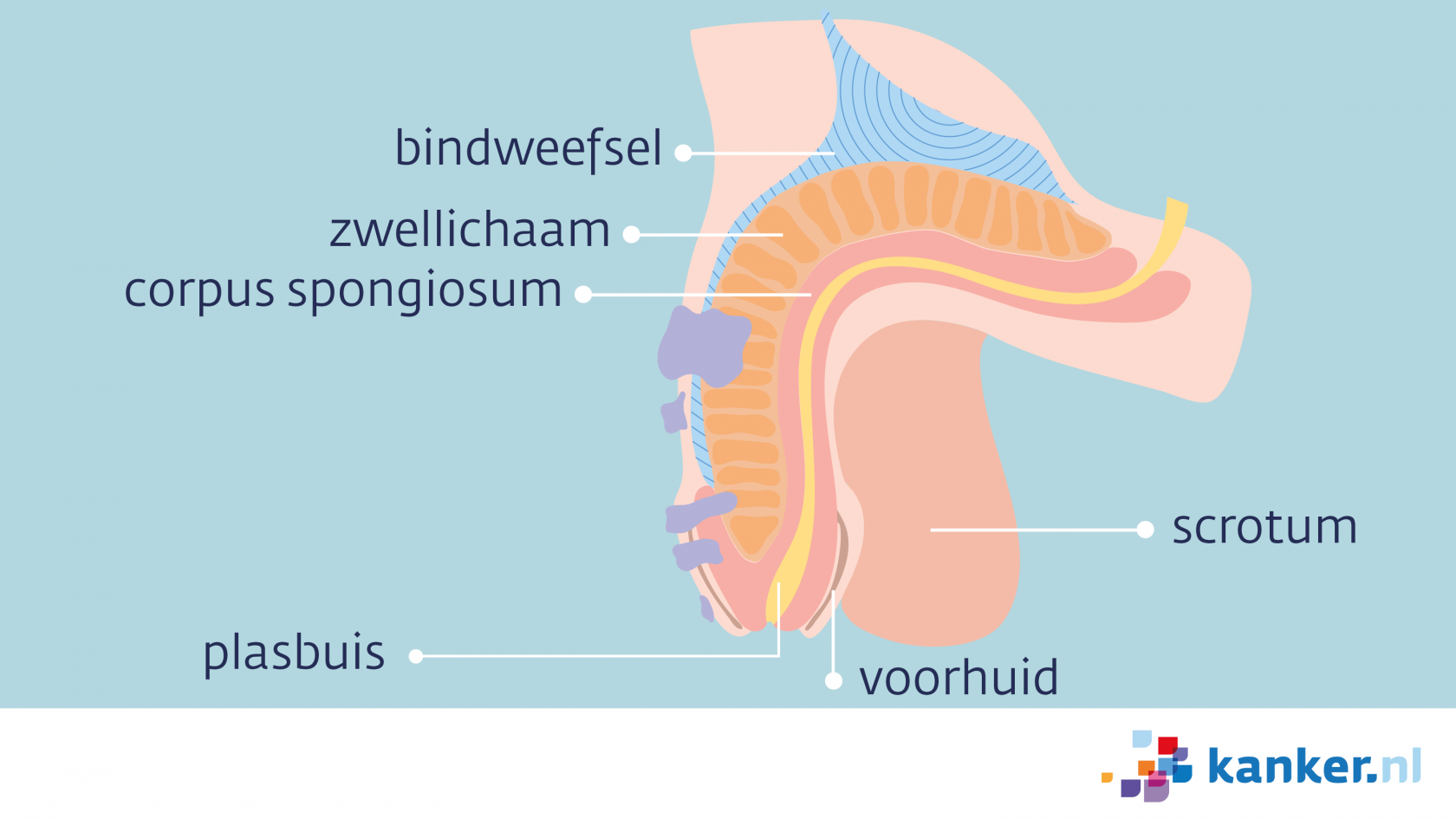 rekruut Uitbreiding Terugbetaling Informatie over de penis