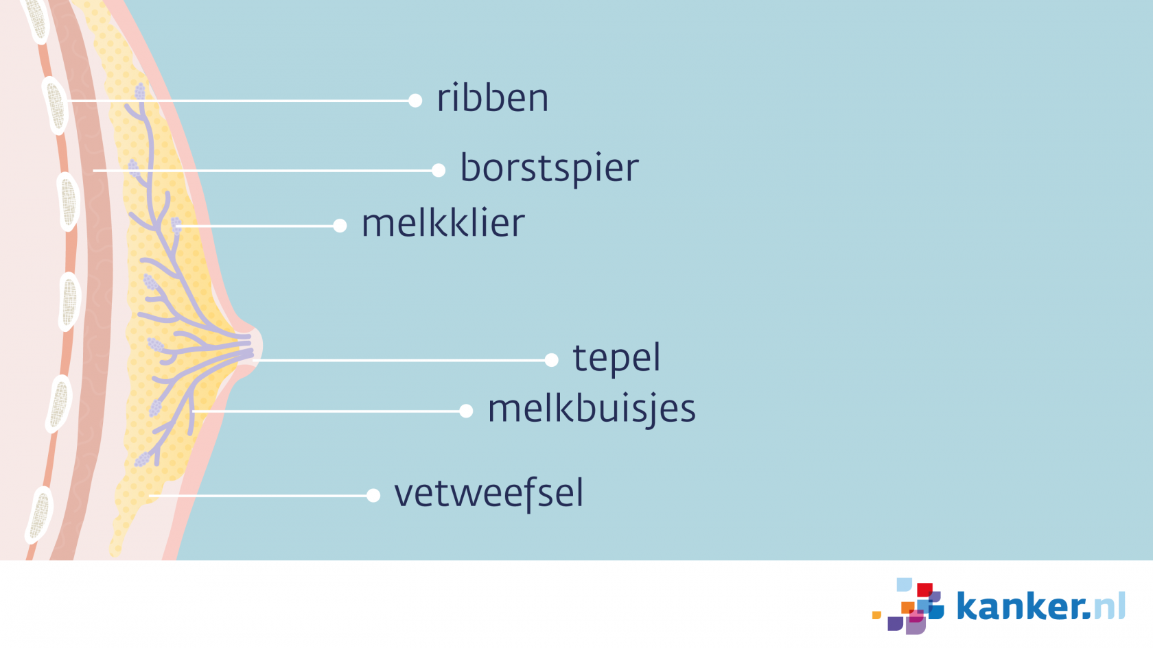 Informatie over de borst van de man