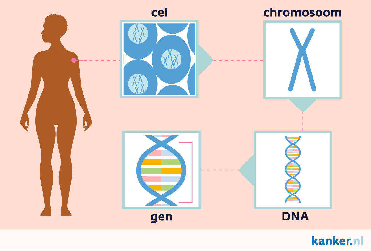 Figuur 1: Cel - chromosoom - DNA - gen