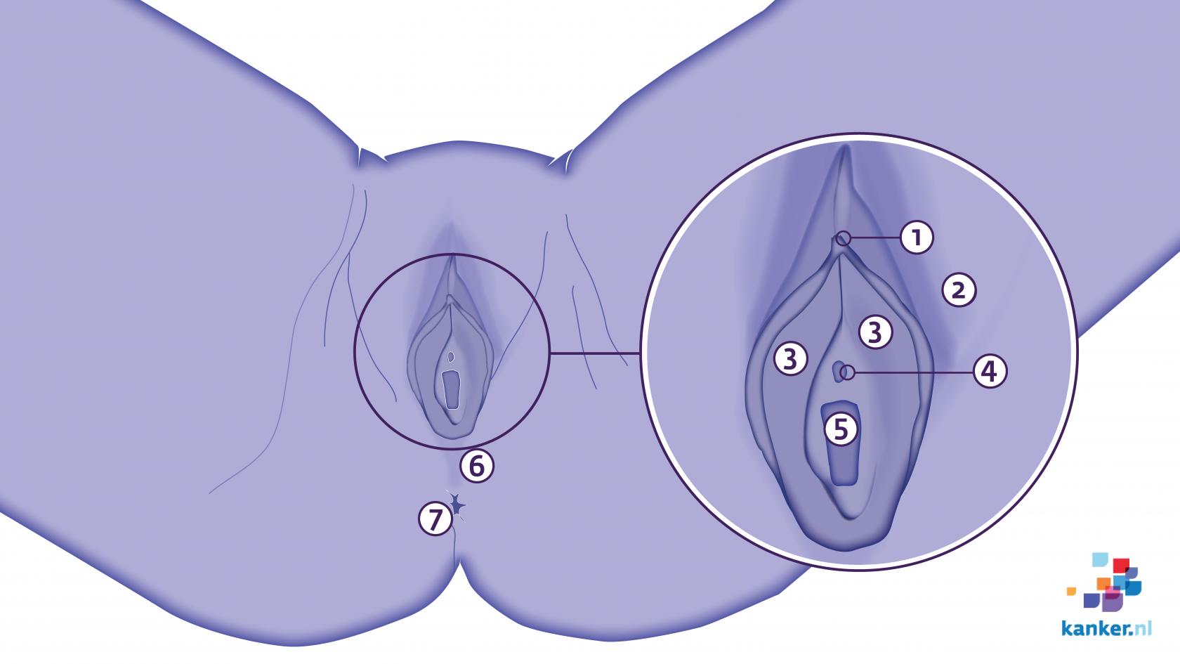 Pics vulva The Most
